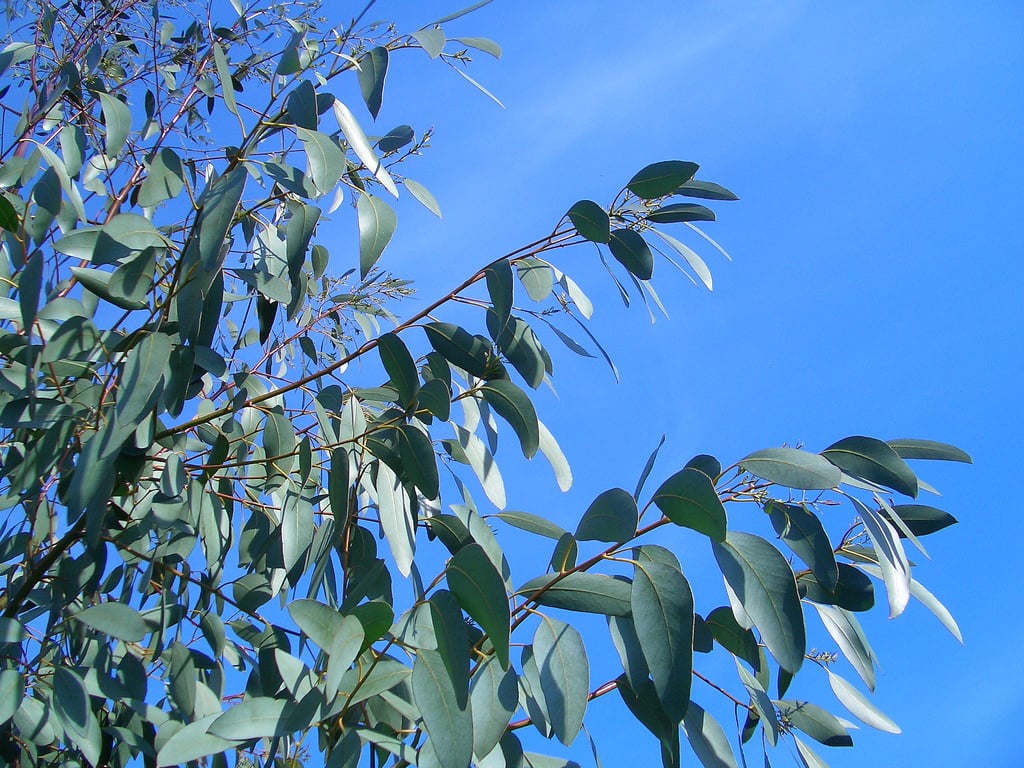 Decongestants for Hay Fever Sufferers