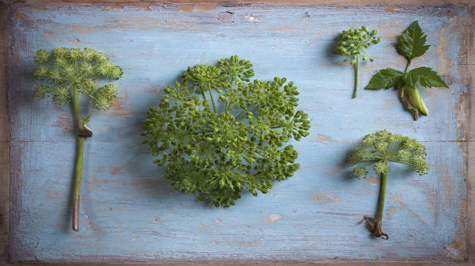 8  Handy  Herbs  and  What  They  Do