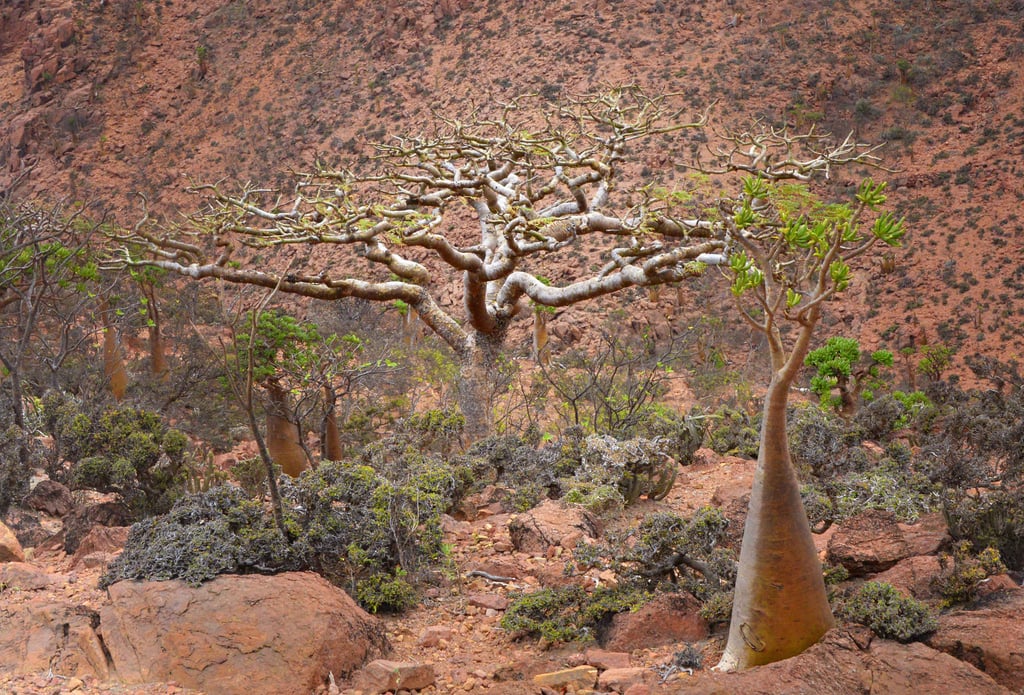 Five Fabulous Uses for Frankincense