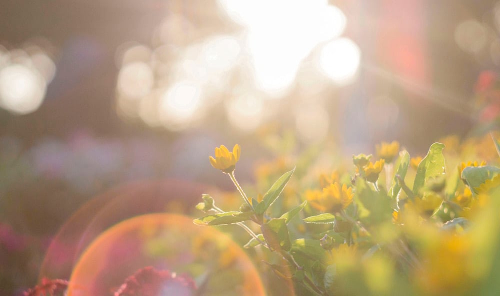 Hyperiforce St. John's Wort - The Sunshine Herb
