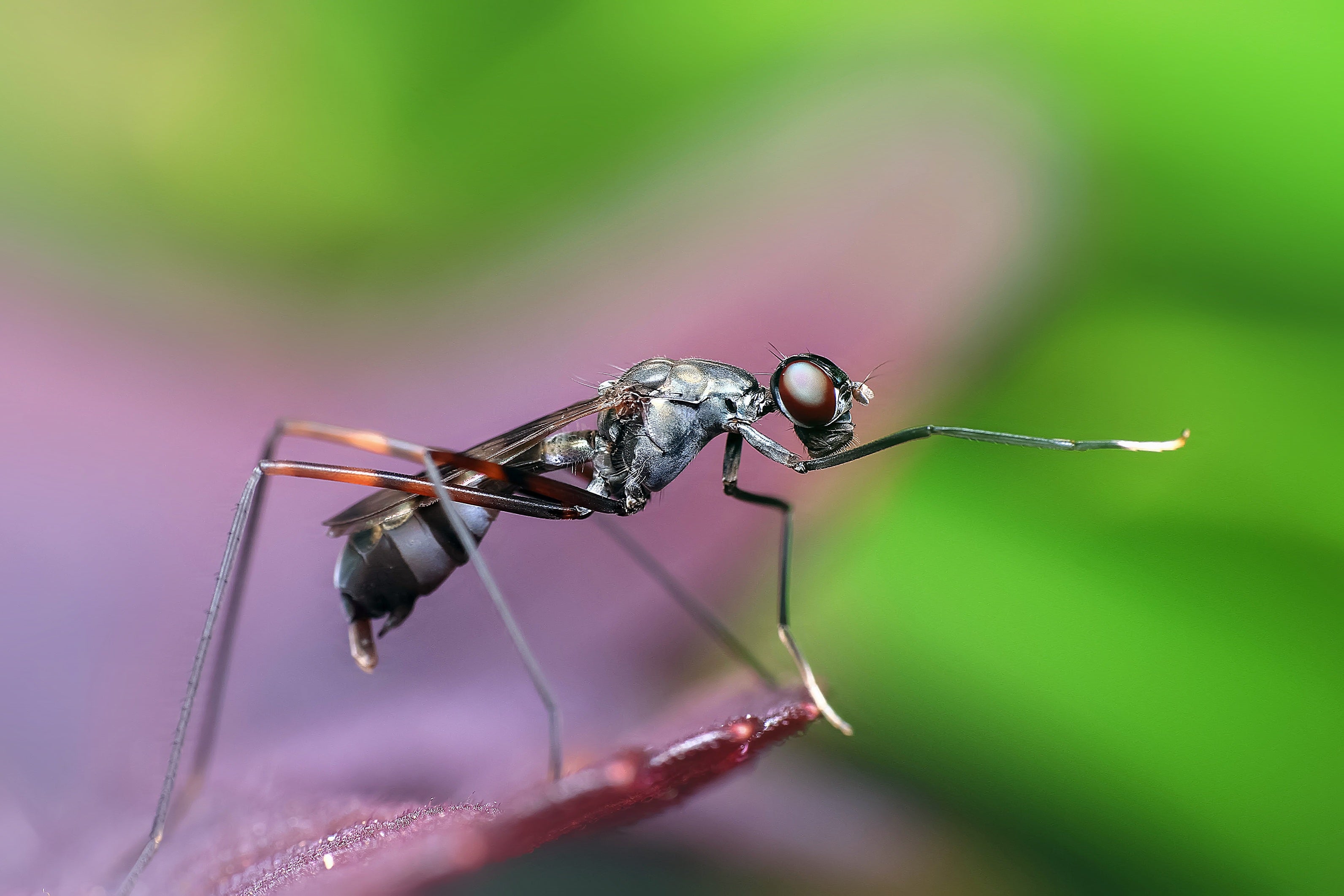 Natural Bug Banishers