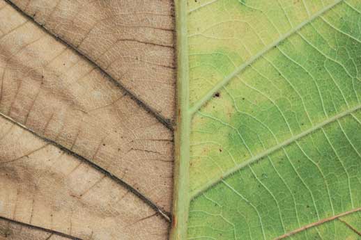 Treating Dermatitis Naturally