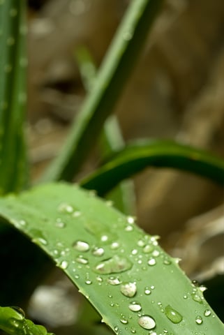 Aloe Vera FAQs