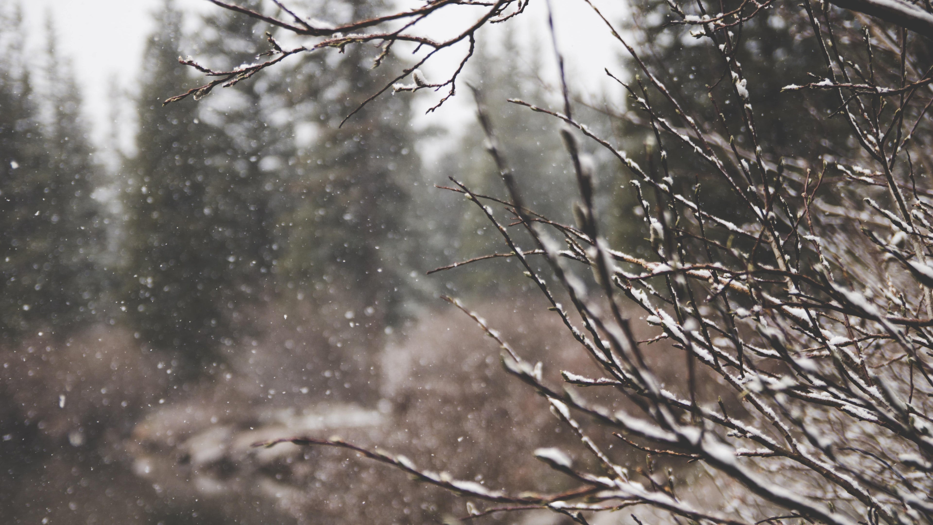 Discover the Benefits of St. John's Wort for Warding Off the Winter Blues