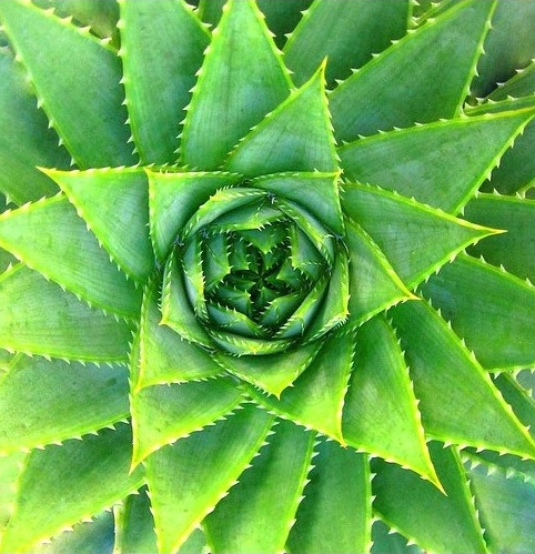A Guide to Reducing Stretch Marks Naturally