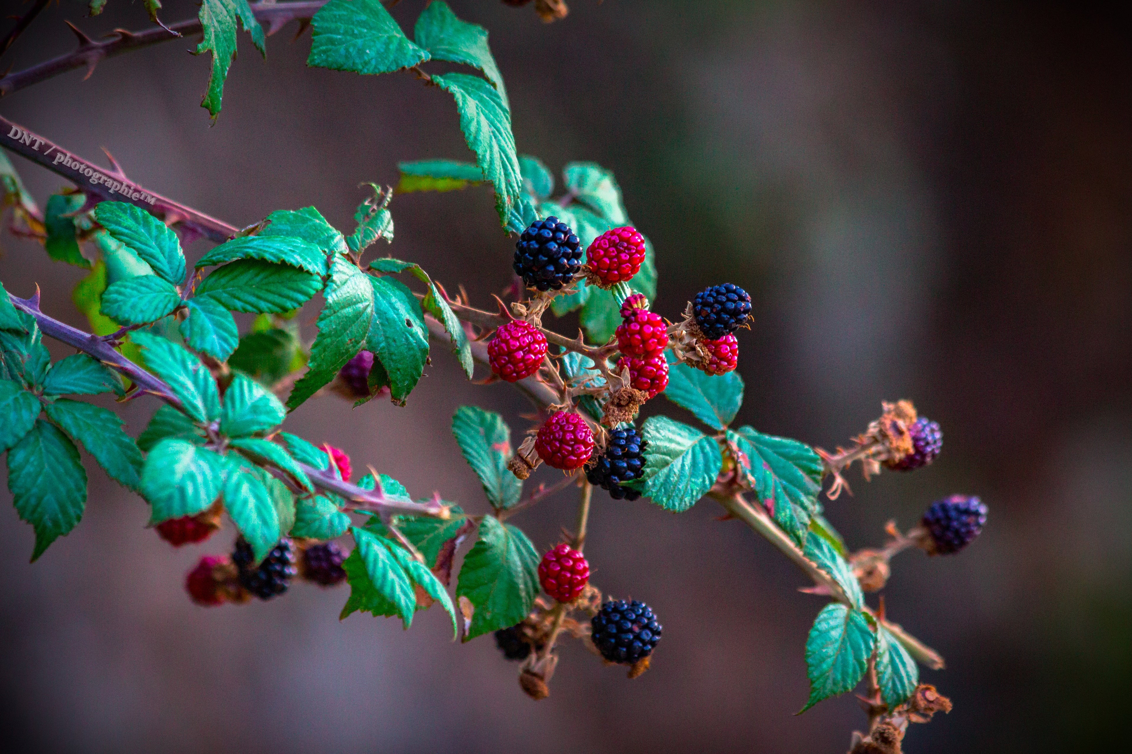 The Very Best of: Natural Supplements