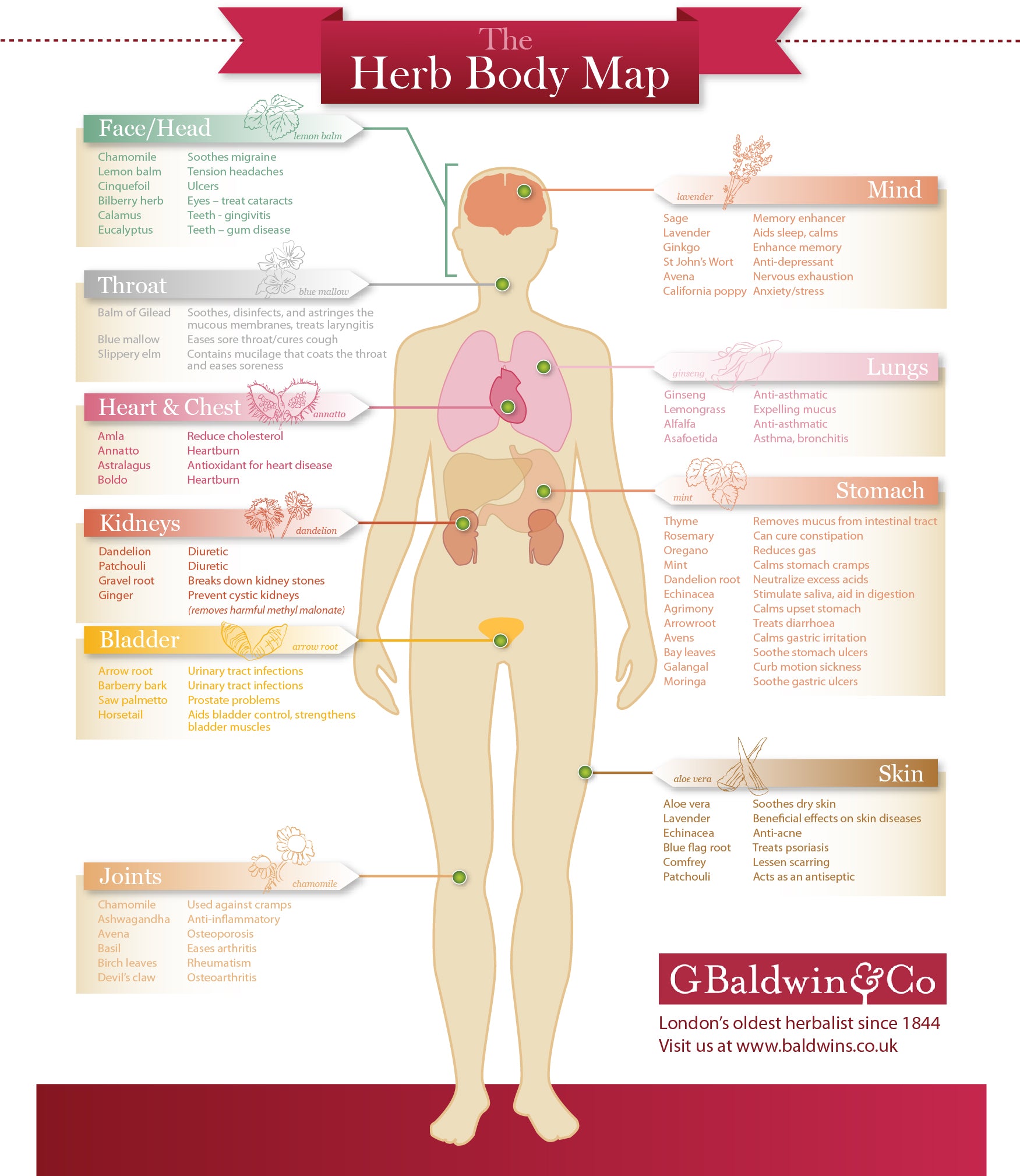 The Herb Body Map