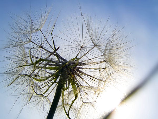 Hay Fever Helpers - Natural Remedies For The Hay Fever Sufferer