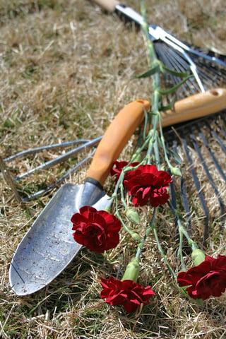 Drought Resistant Herbs For Your Garden