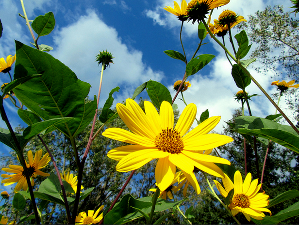 Natural Ways To Survive The Stresses Of Summer