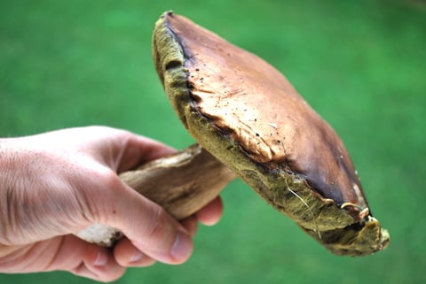 Fungi For Health