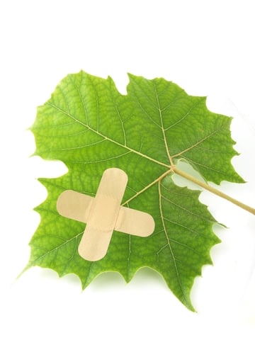 Create Your Own Natural First Aid Kit