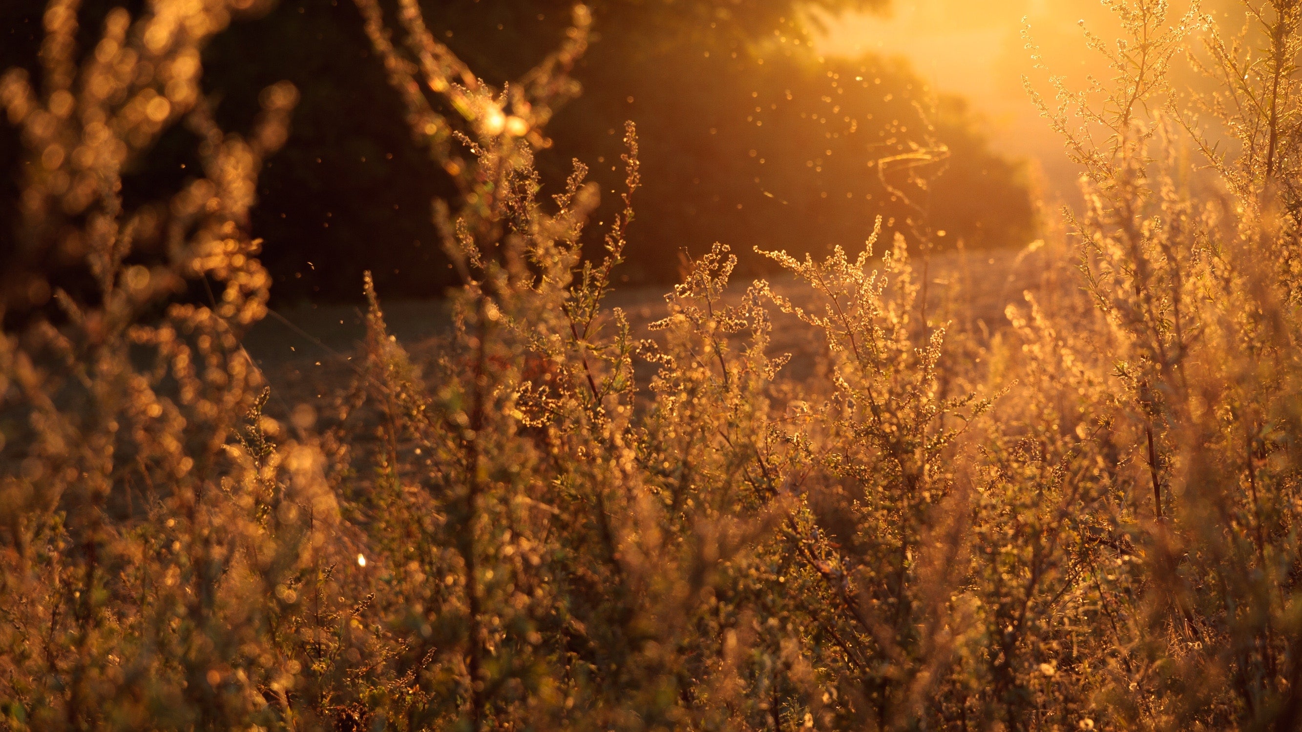 Our Top 3 Natural Allergy Aids