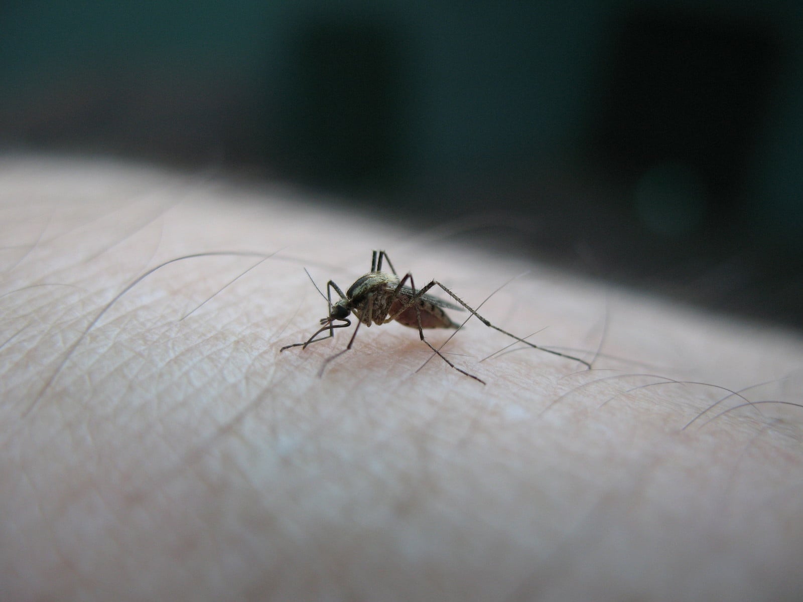 Natural Insect Repellents and Bite Remedies