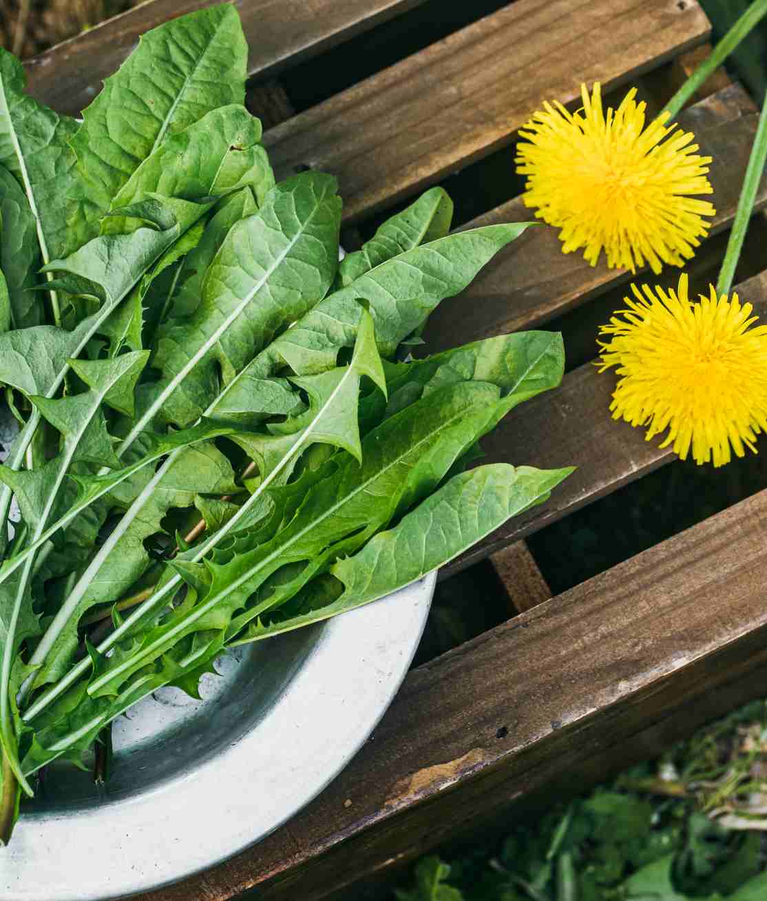Dandelion
