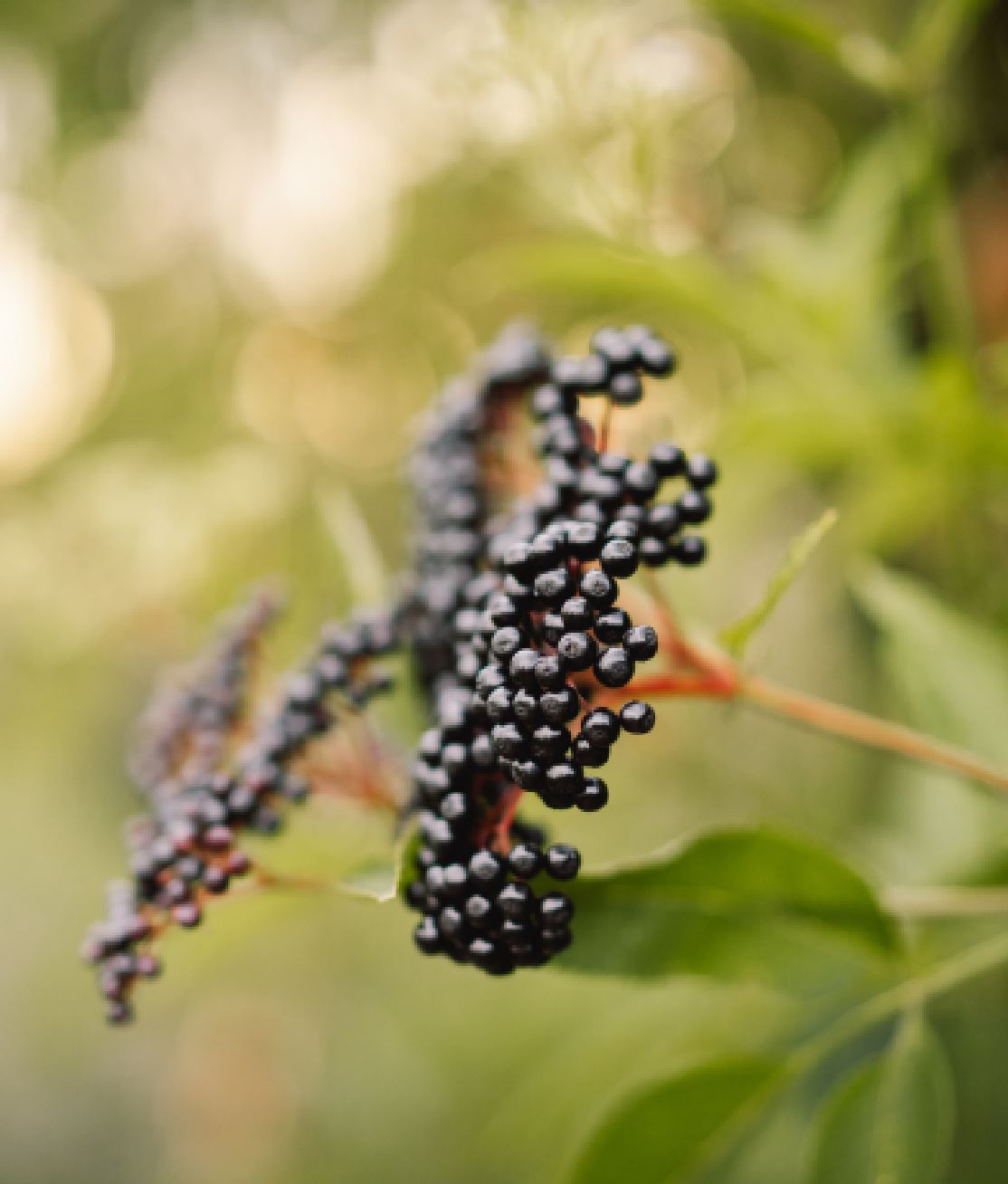Elderberry