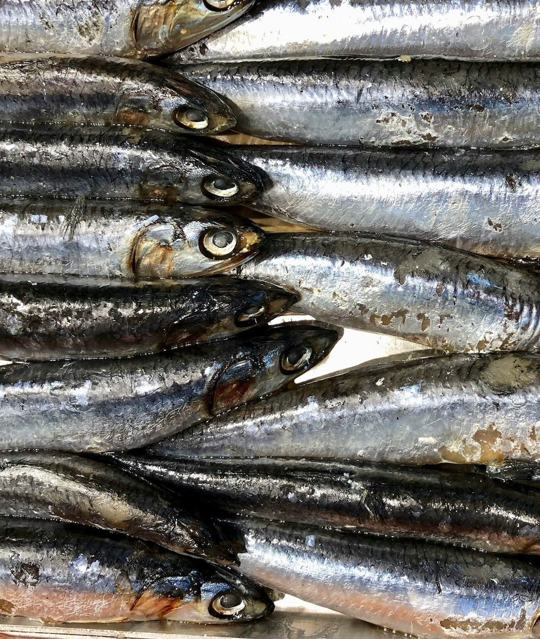 Fish Oil