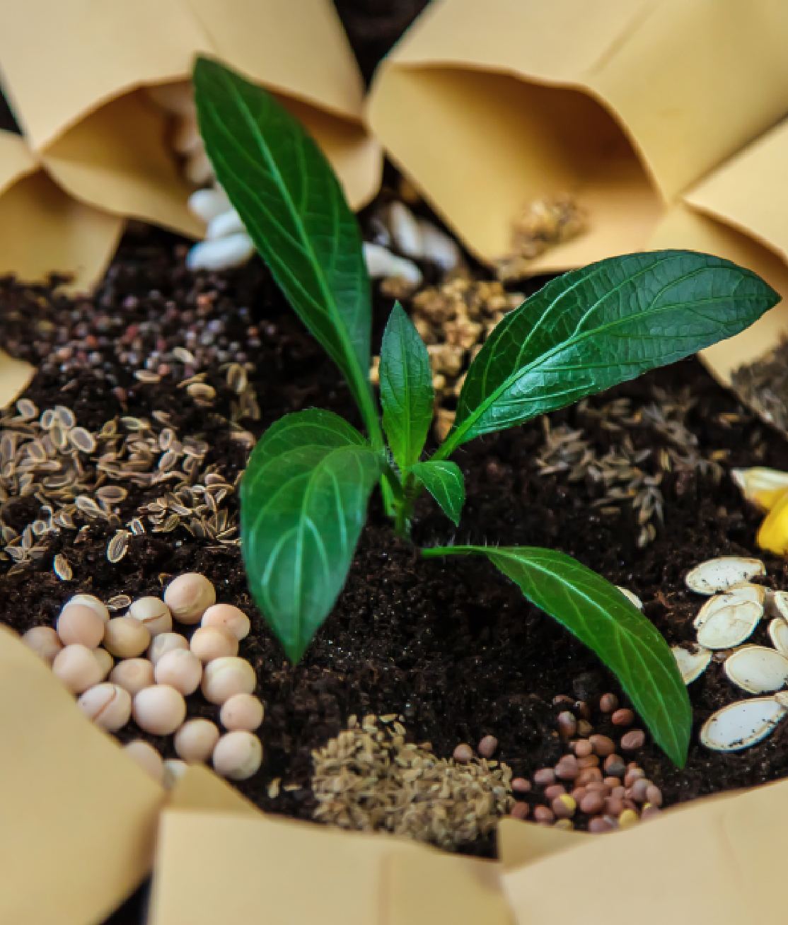 Growing Seeds