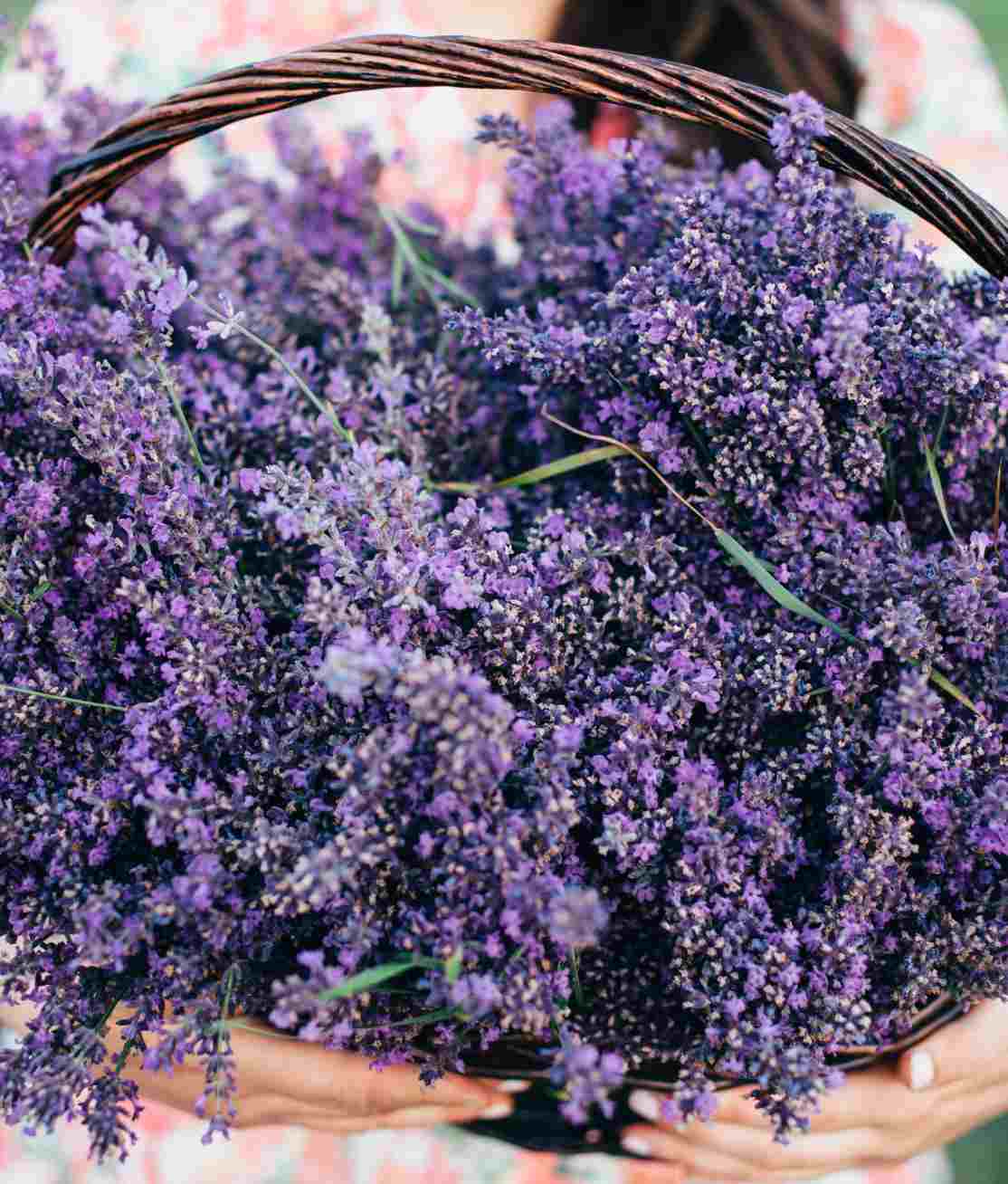Lavender
