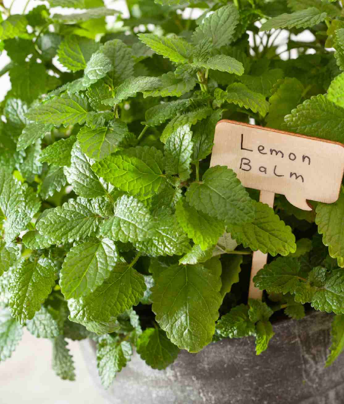 Lemon Balm