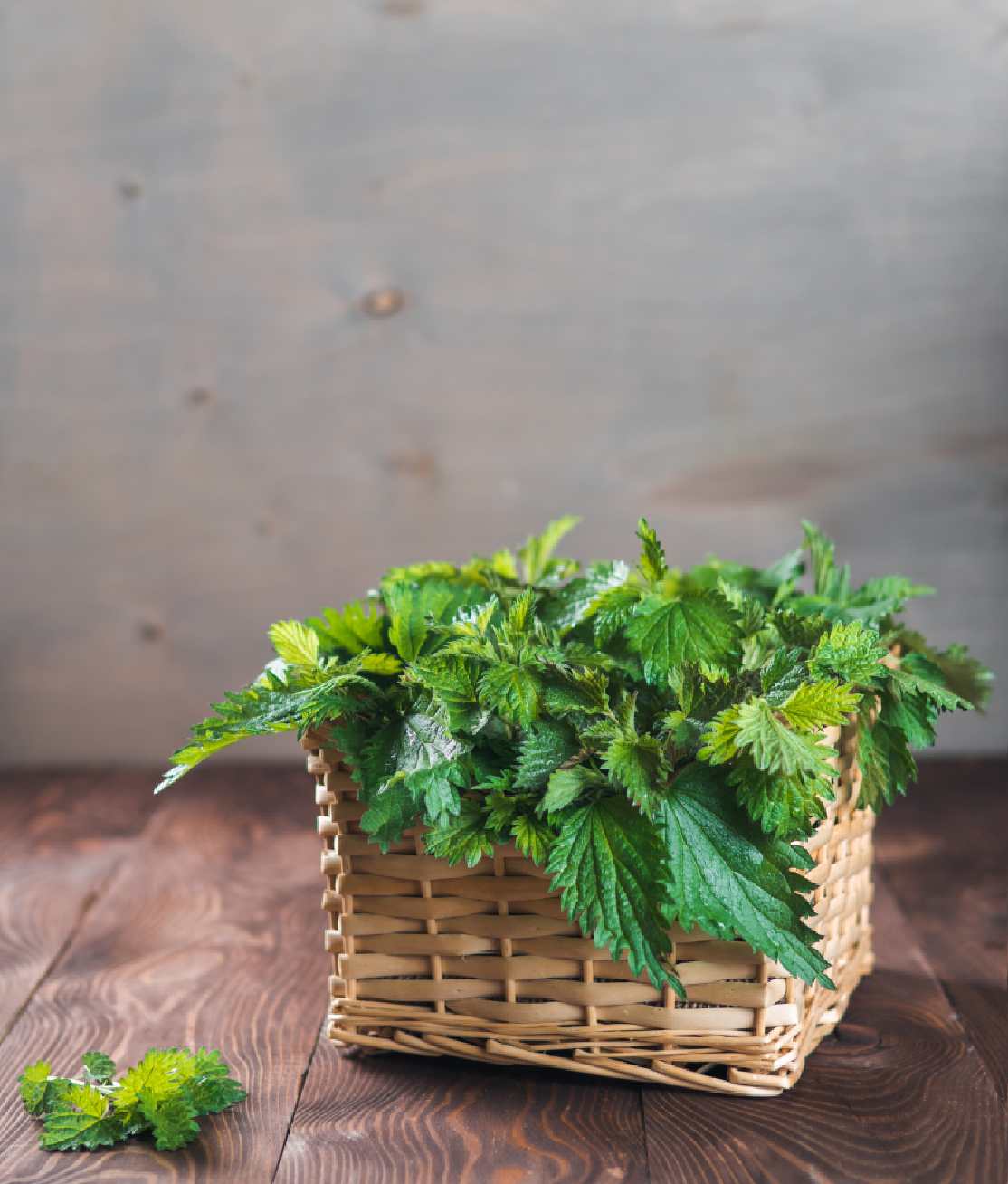 Nettle