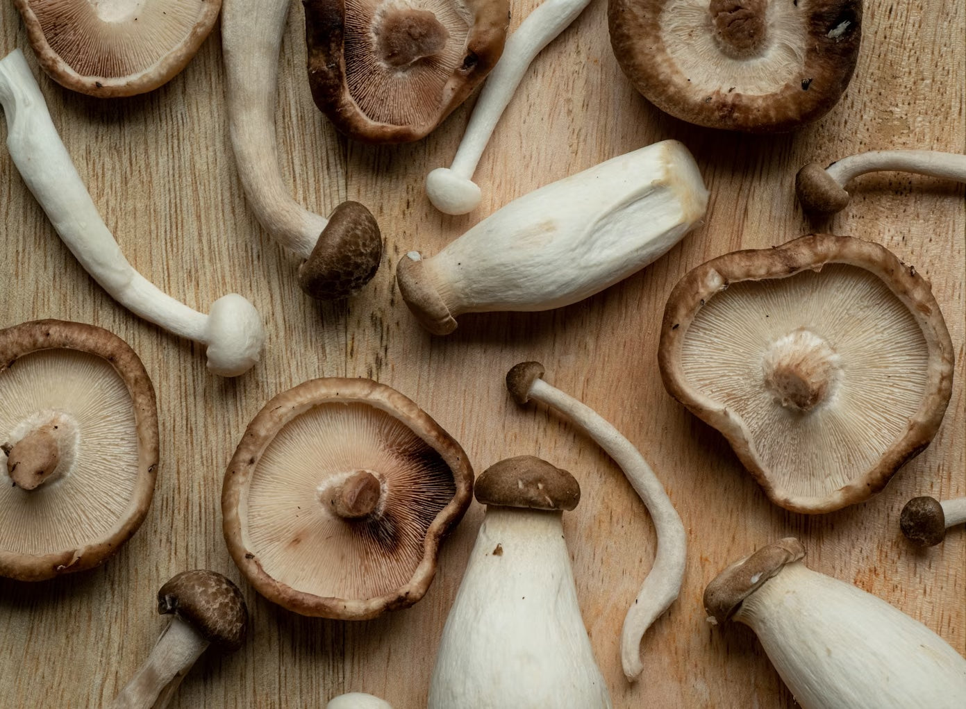 Medicinal Mushrooms