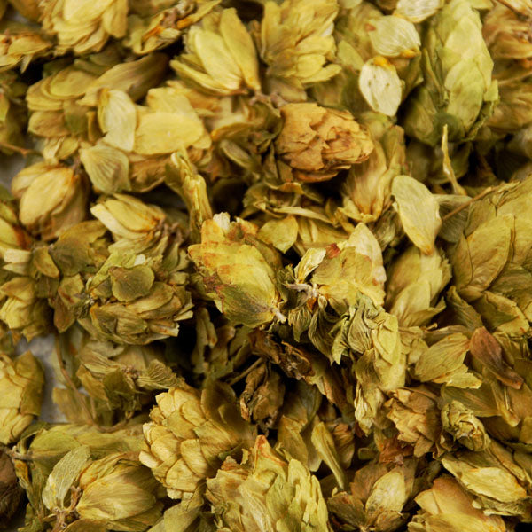 Baldwins Hops ( Humulus lupulus ) Herbs