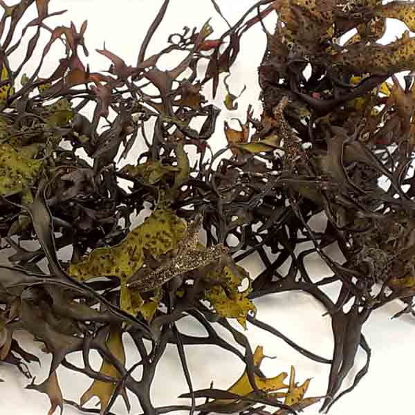 Baldwins Organic Purple Irish Moss Herb (Chondrus Crispus)