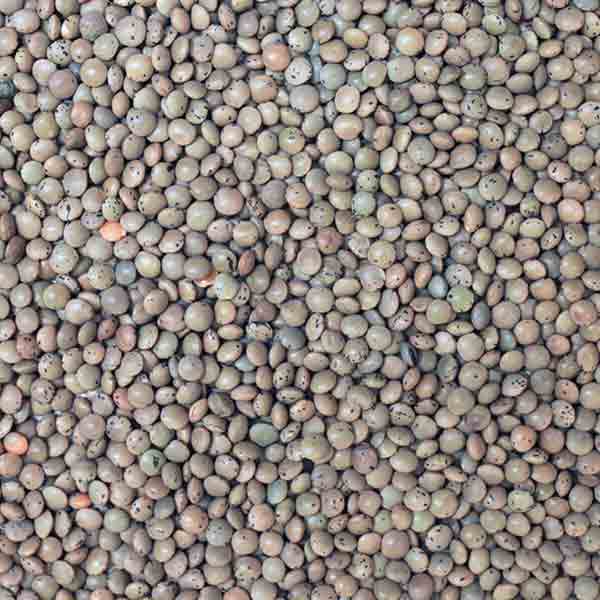Infinity Foods Organic Brown Lentils