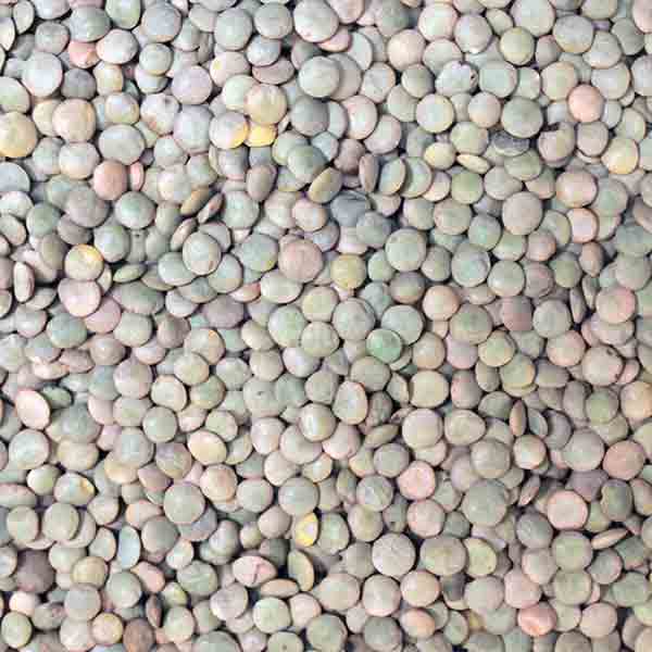 Infinity Foods Organic Green Lentils