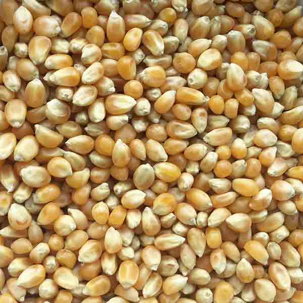Infinity Foods Organic Popping Corn 500g