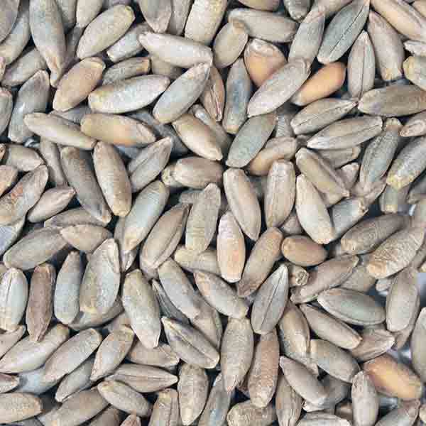 Infinity Foods Organic Rye Grains