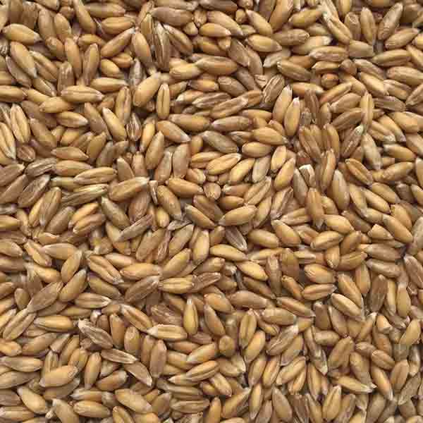 Infinity Foods Organic Spelt Grains