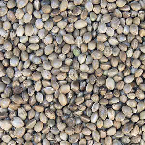 Infinity Foods Organic Hemp Seeds 250g