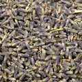 Baldwins Lavender Flowers ( Lavendula Angustifolia )