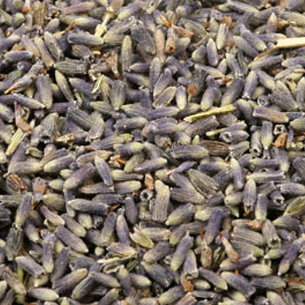 Baldwins Lavender Flowers ( Lavendula Angustifolia )