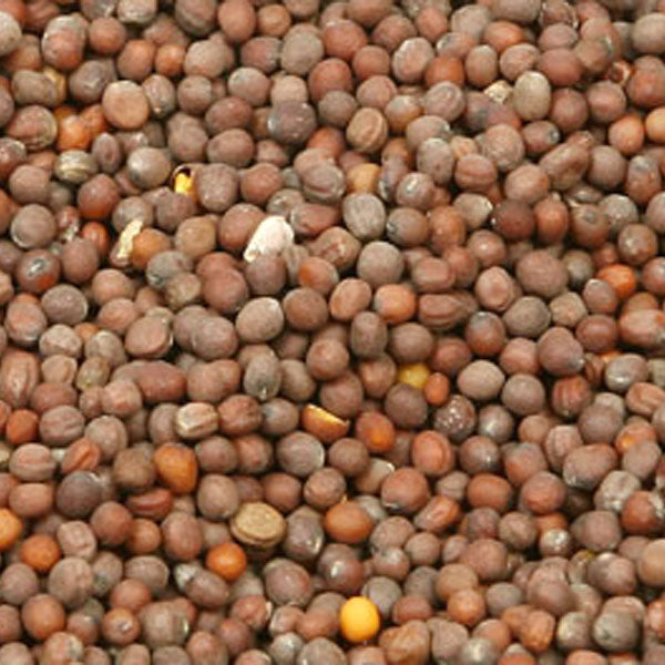Baldwins Mustard Seed Black ( Brassica Juncea )