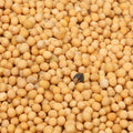 Baldwins Mustard Seed White ( Sinapsis Alba )