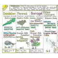 Woman's Healing Herb Chart