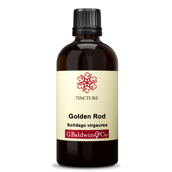 Baldwins Golden Rod ( Solidago Virgaurea ) Herbal Tincture