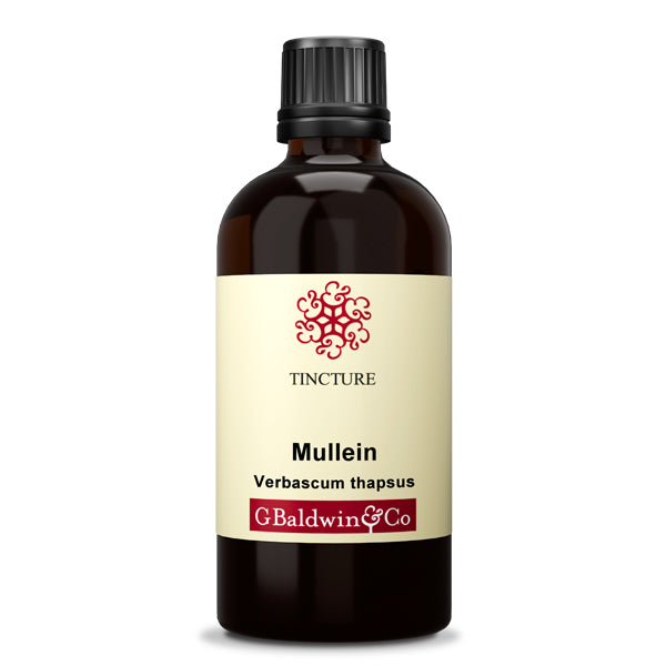 Baldwins Mullein ( Verbascum Thapsus ) Herbal Tincture