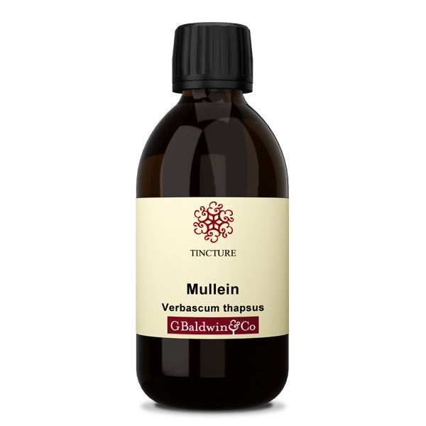 Baldwins Mullein ( Verbascum Thapsus ) Herbal Tincture