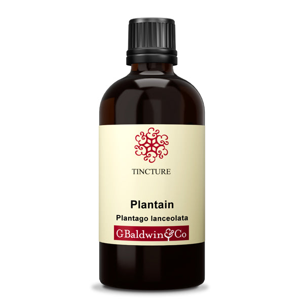 Baldwins Plantain ( Plantago Lanceolata )  Herbal Tincture