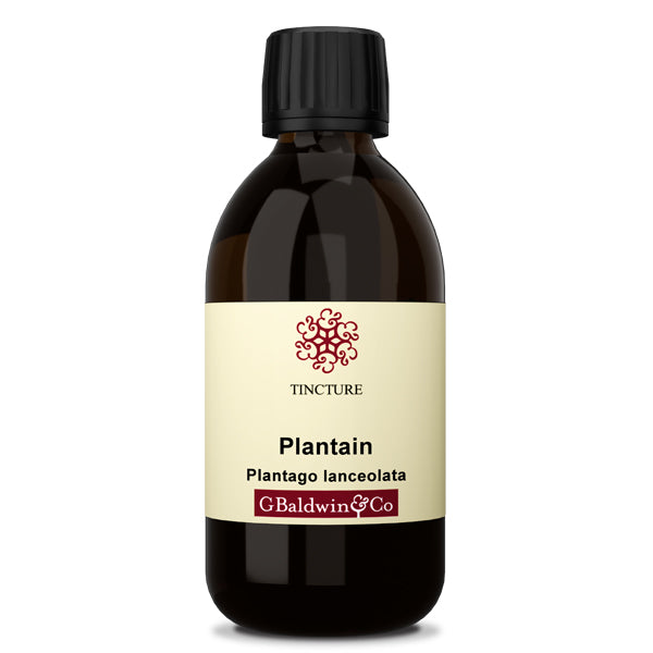 Baldwins Plantain ( Plantago Lanceolata )  Herbal Tincture