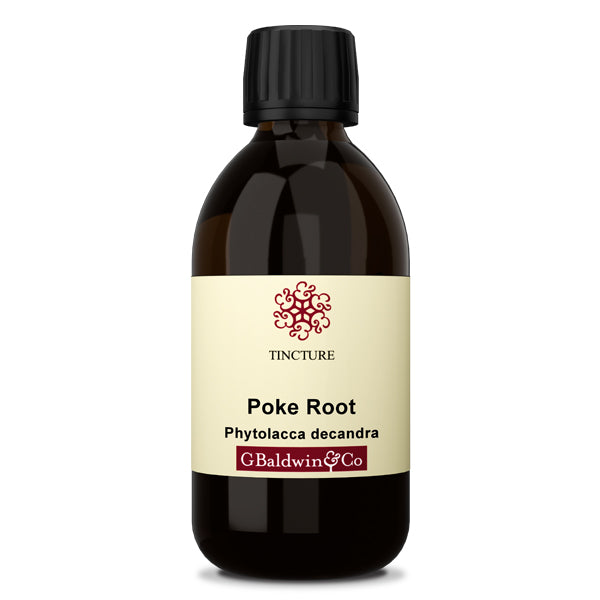Baldwins Poke Root ( Phytolacca Decandra ) Herbal Tincture