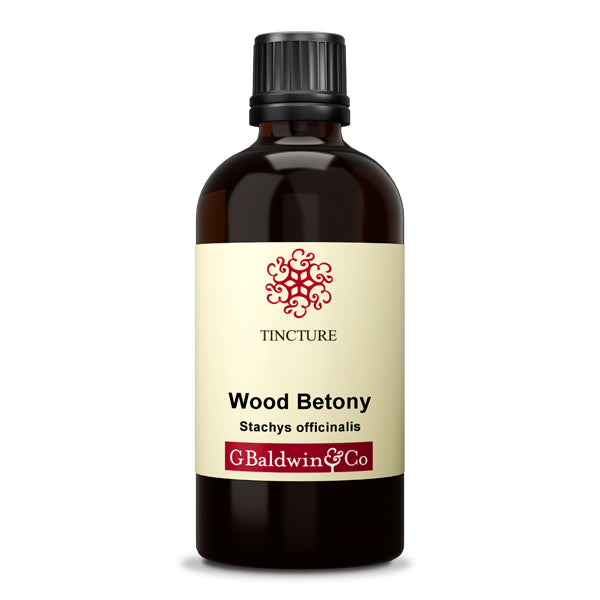 Baldwins Wood Betony ( Stachys Officinalis ) Herbal Tincture