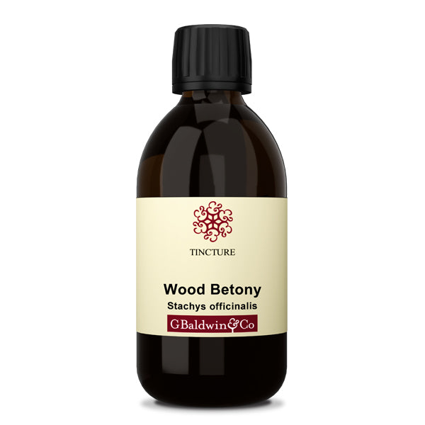 Baldwins Wood Betony ( Stachys Officinalis ) Herbal Tincture