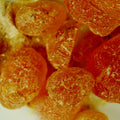 Baldwins Arabic (Acacia) Gum ( Acacia Arabica)