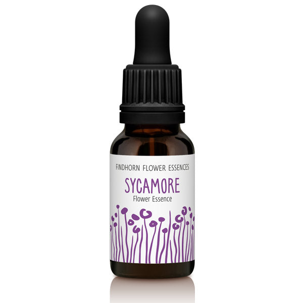 Findhorn Flower Essences Sycamore 15ml