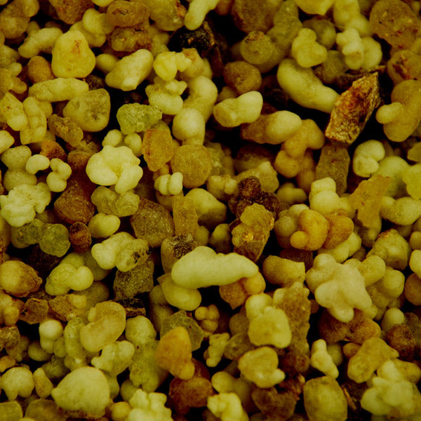 Baldwins Frankincense Grains Gum